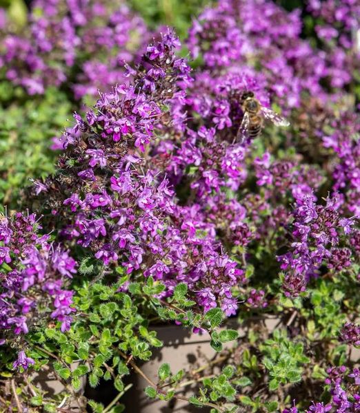 Thymus praecox 'Pseudolanuginosus'